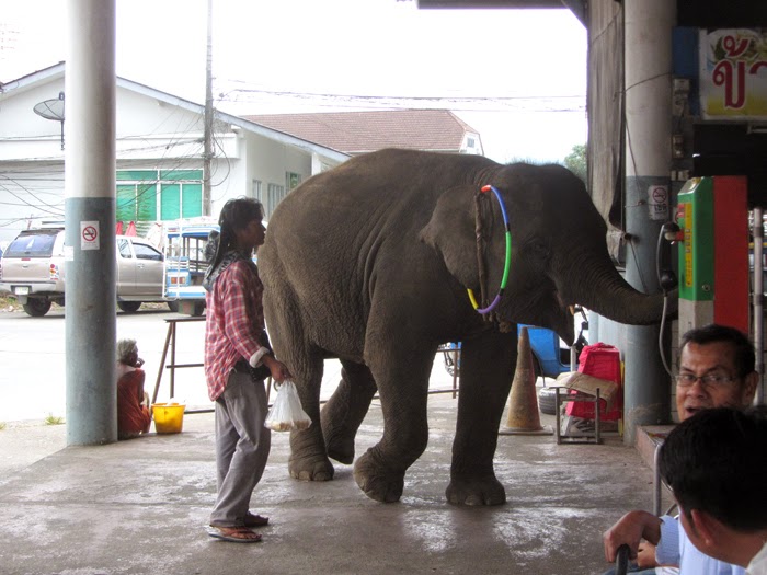 Elefant am Busbahnhof in Takua Pa, Thailand