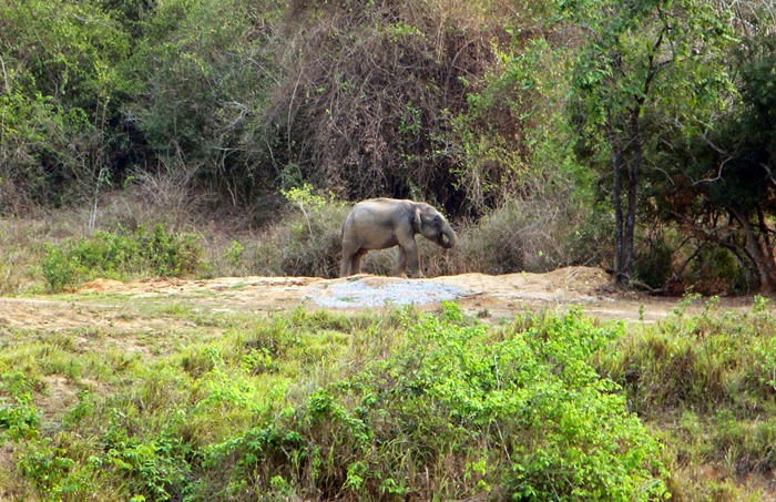 Elefantenbulle im Kui Buri Nationalpark, Thailand