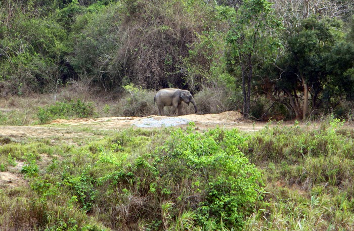 Elefantenbulle in freier Natur im Kui Buri Nationalpark, Thailand