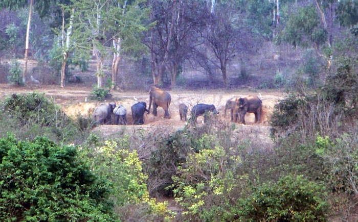 Elefanten im Kui Buri Nationalpark, Thailand