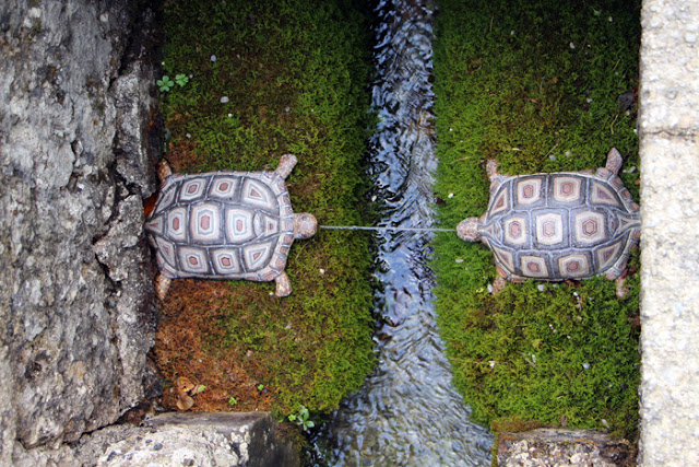 Schildkröten Wasserspiele Hellbrunn