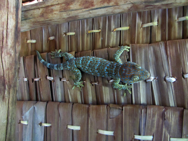 Gecko auf Maliangin Island bei Borneo, Malaysia