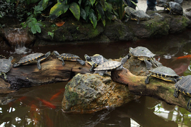 Schildkröten im Botanischen Garten München