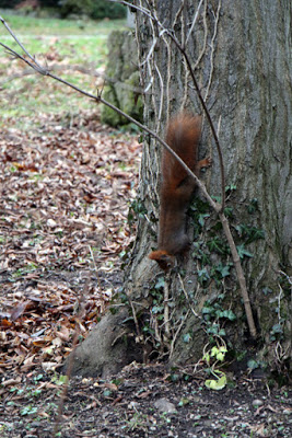 Rotes Eichhörnchen am Südfriedhof München