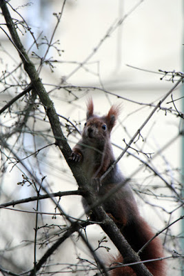 Eichhörnchen im Baum am Südfriedhof München