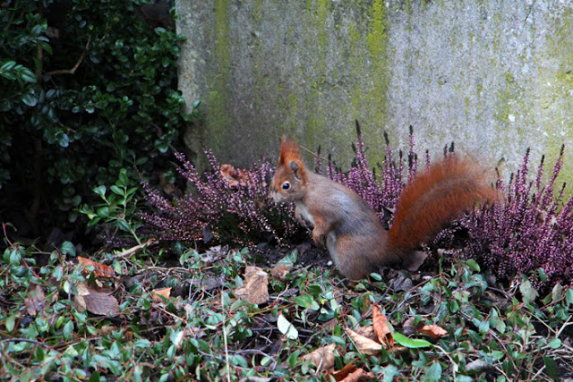 Rotes Eichhörnchen am Südfriedhof München