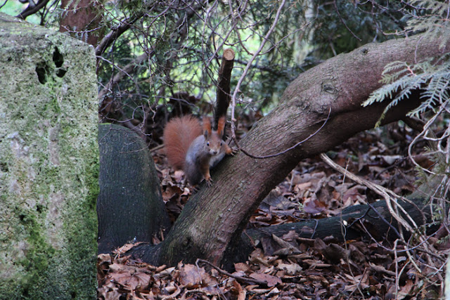 Rotes Eichhörnchen am Südfriedhof München