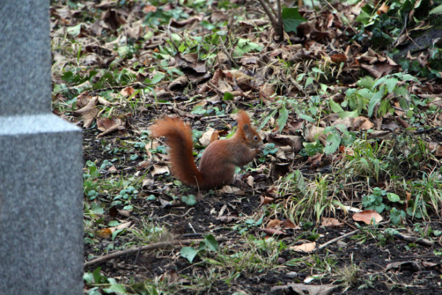 Rotes Eichhörnchen am Südfriedhof München