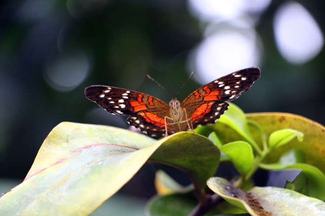 Schmetterling im Botanischen Garten München