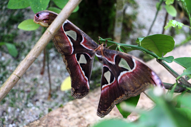 Riesiger Schmetterling im Botanischen Garten in München