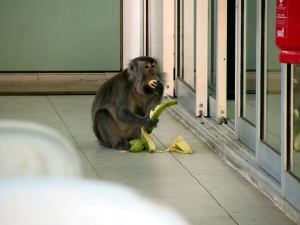 Affe mit Bananen auf Borneo