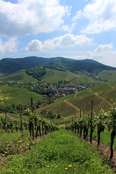 Weinpanorama-Wanderweg Durbach