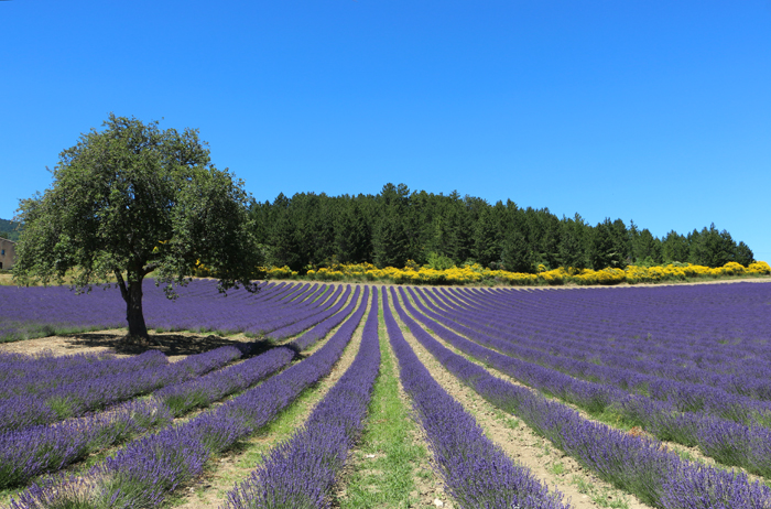 Lavendelfeld bei Aurel, Provence