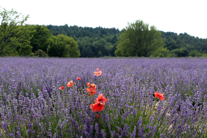 Lavendelfeld von Aroma'Plantes, Provence