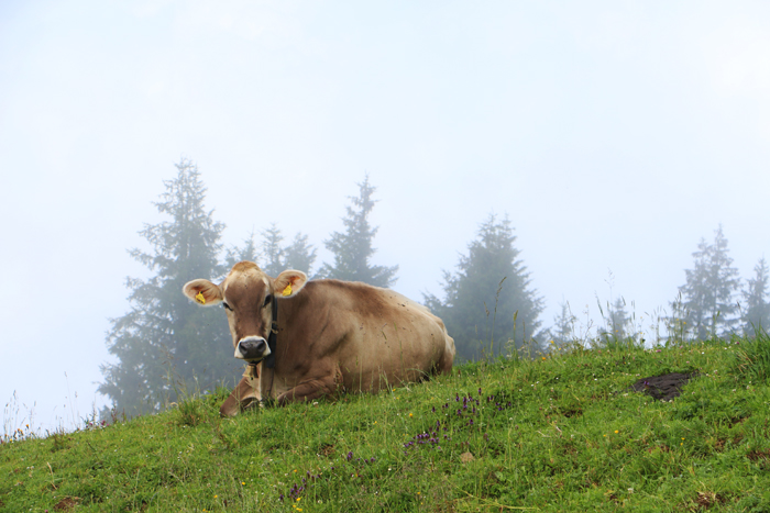 Kuh in Vorarlberg