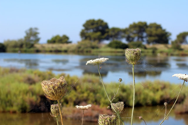 Salinen, Hyeres