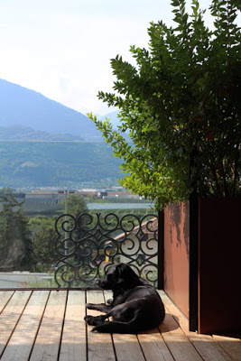 Hund am Balkon im Designhotel Muchele