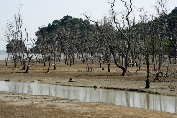 Mangrovenwald im Bako Nationalpark, Borneo