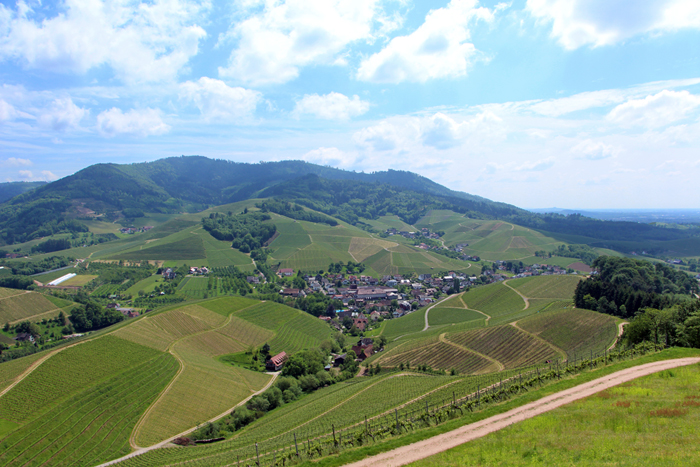 Weinpanorama-Wanderweg in Durbach