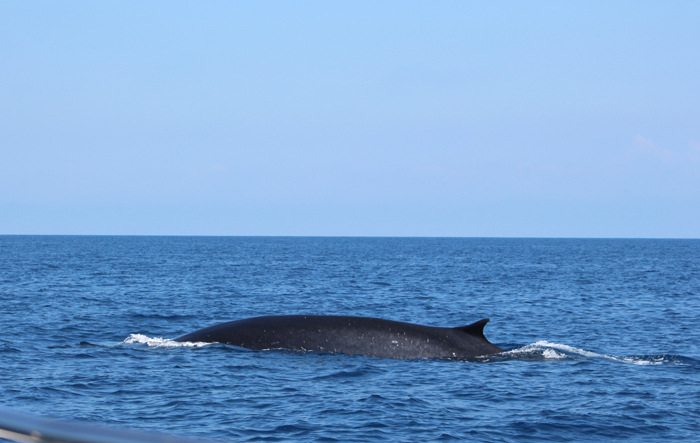 Finnwal Pelagos Schutzgebiet