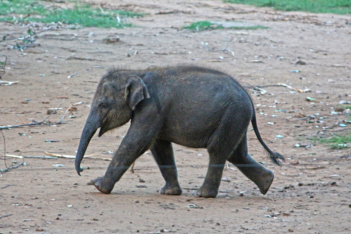 Babyelefant im Elephant Transit Home