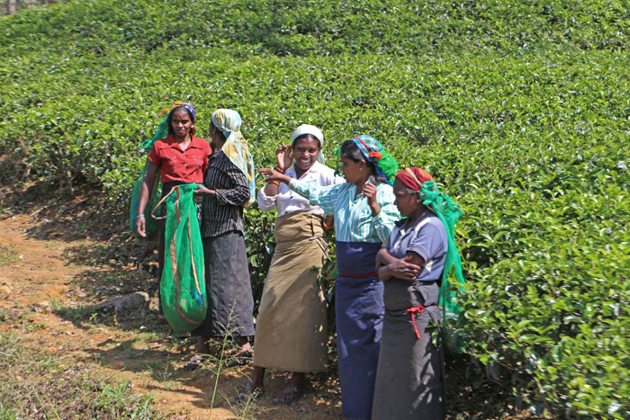 Teepflückerinnen in Sri Lanka