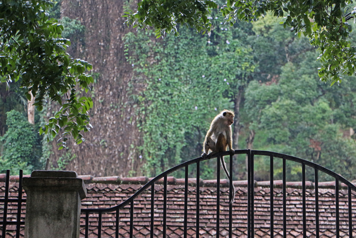 Affe am Zahntempel Kandy