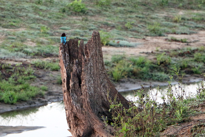 Blauspint im Udawalawe Nationalpark, Sri Lanka