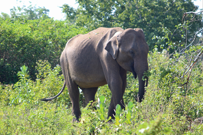 Elefant im Udawalawe Nationalpark, Sri Lanka