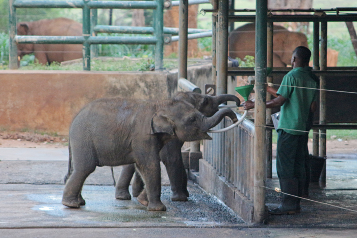 Fütterung der Elefantenbabys mit Milch im Elephant Transit Home