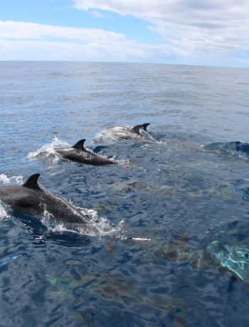 Fleckendelfine vor La Gomera, Whale Watching