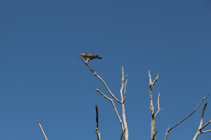 Adler im Udawalawe Nationalpark
