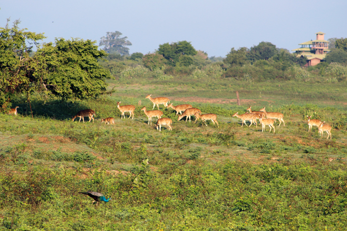 Rehe und Pfau im Udawalawe Nationalpark, Sri Lanka