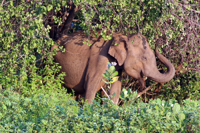 Weiblicher Elefant im Udawalawe Nationalpark