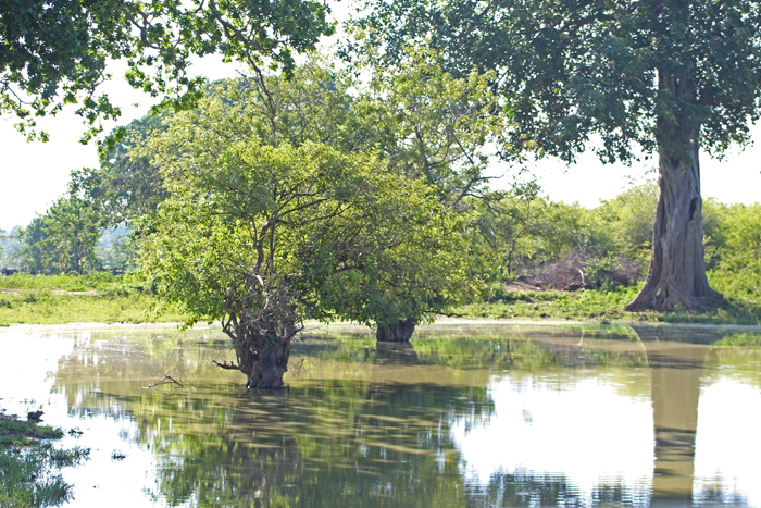 Udawalawe Nationalpark, Sri Lanka