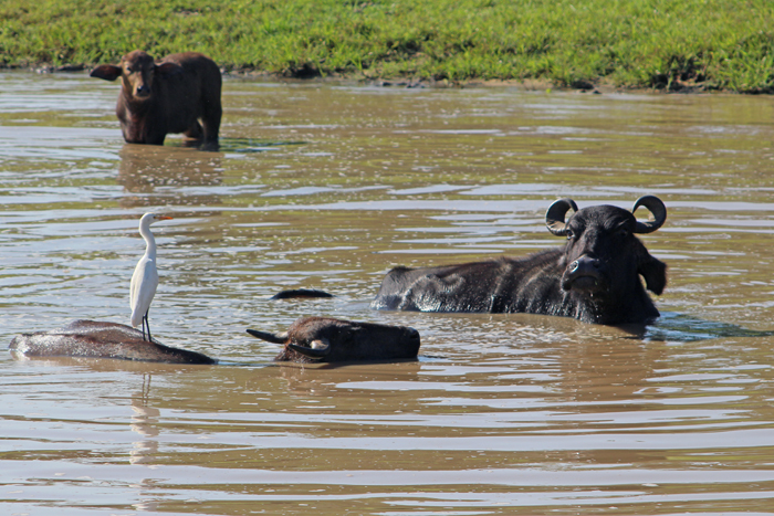 Wasserbüffel mit Reiher im Udawalawe Nationalpark, Sri Lanka