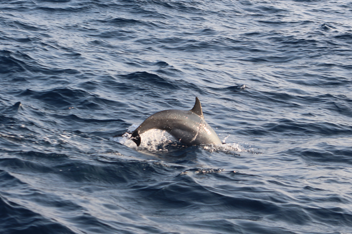 Ostpazifischer Delfin vor Mirissa