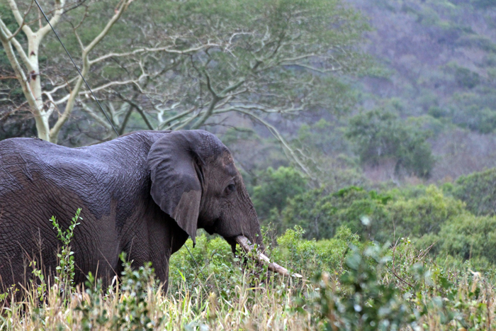 Elefantenbulle in Phinda, Südafrika