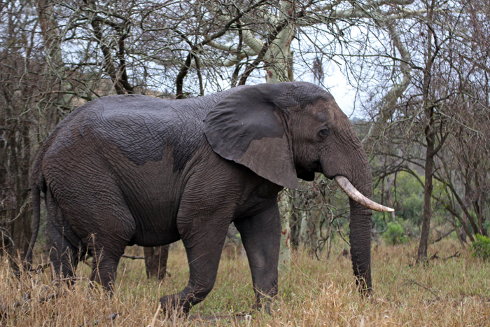 Elefant in Phinda, Südafrika