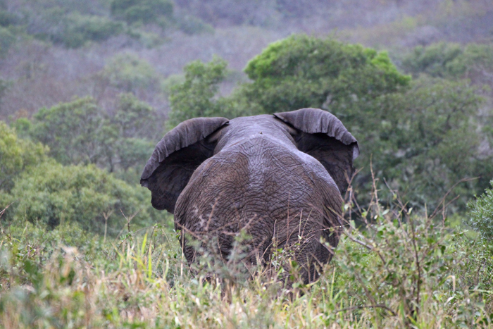 Elefant im andbeyond Phinda Privat Game Reserve