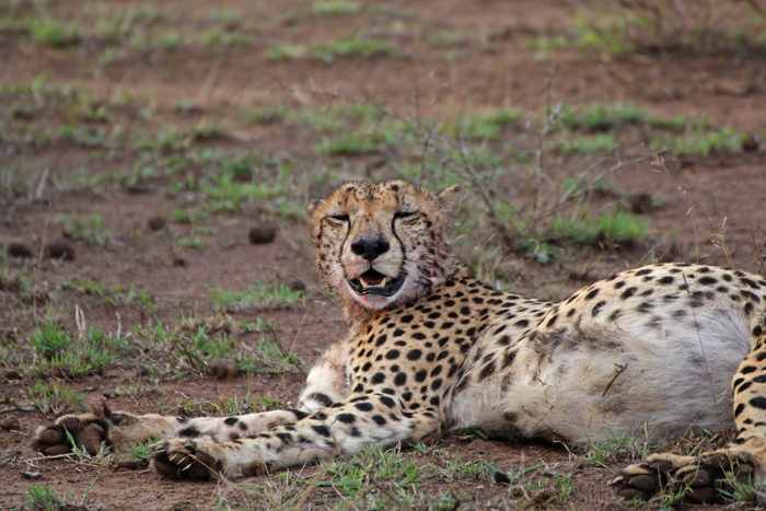 Gepard in Phinda nach der Jagd