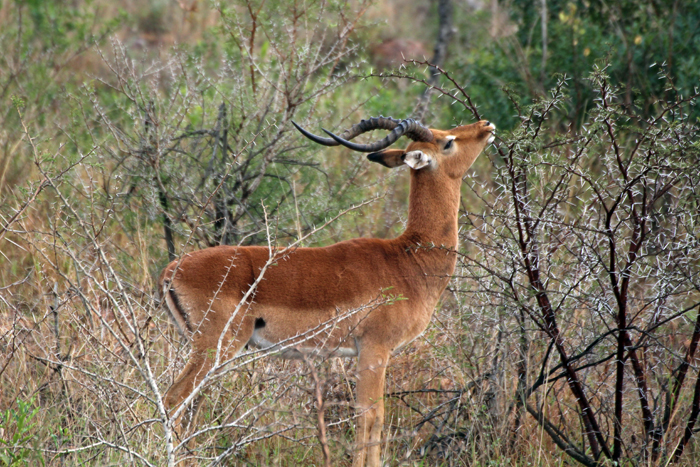 Impala in Phinda