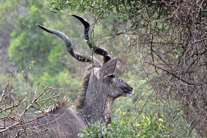 Kudu Antilope im Phinda Private Game Reserve