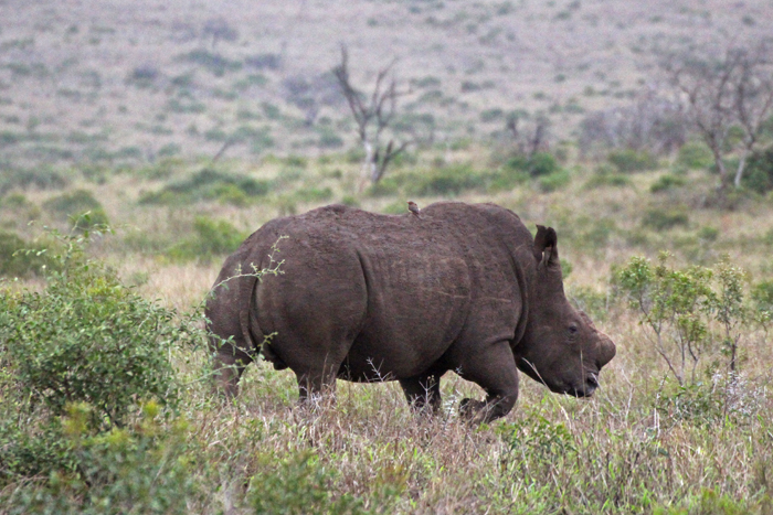 Nashorn ohne Horn in Phinda