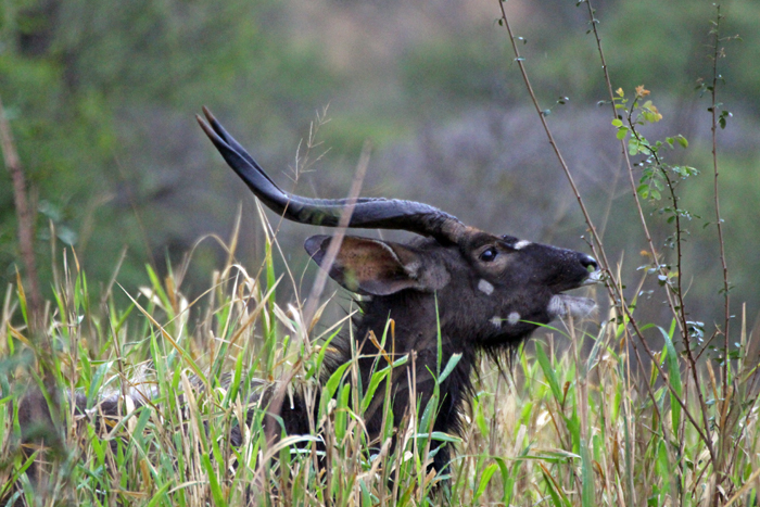 Nyala Antilope in Phinda