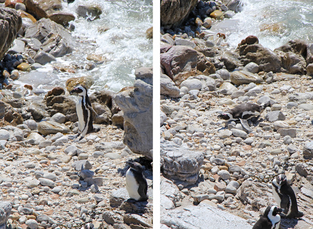 Pinguin springt von Felsen, Betty's Bay (Südafrika)