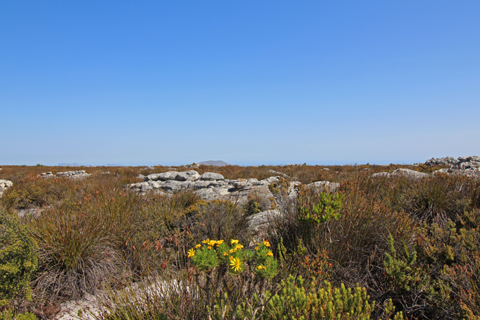 Fynbos auf dem Tafelberg