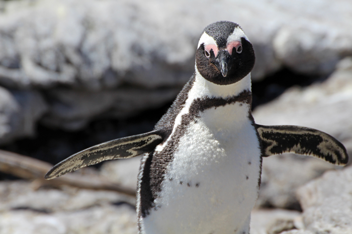 Pinguin in Betty's Bay, Stony Point (Südafrika)