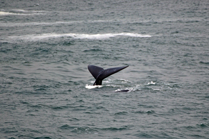 Fluke Südliche Glattwale (Südkaper)