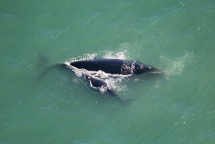 Südlicher Glattwal - Whale Watching Flug